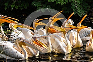 Great White Pelican, Pelecanus onocrotalus in a park