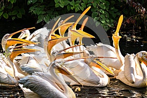 Great White Pelican, Pelecanus onocrotalus in a park