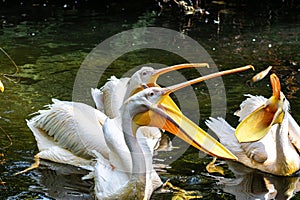 Great White Pelican, Pelecanus onocrotalus in a park