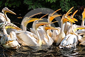 Great White Pelican, Pelecanus onocrotalus in a park