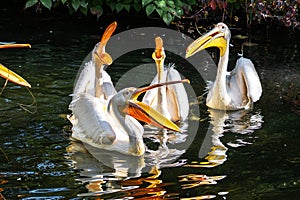 Great White Pelican, Pelecanus onocrotalus in a park