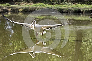 Great white pelican photo