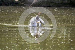 Great white pelican photo