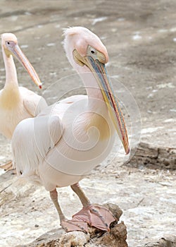 The great white pelican Pelecanus onocrotalus in spring season when his feathers are pink