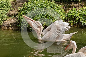 Great white pelican, Pelecanus onocrotalus, swimming in pond