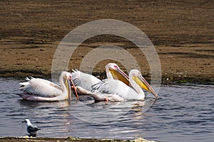 Great white pelican, Pelecanus onocrotalus in Walvis bay, Namibia