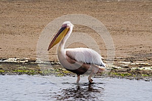 Great white pelican, Pelecanus onocrotalus in Walvis bay, Namibia