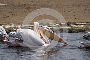 Great white pelican, Pelecanus onocrotalus in Walvis bay, Namibia