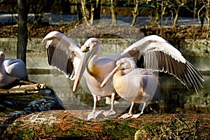 Great White Pelican, Pelecanus onocrotalus in the zoo