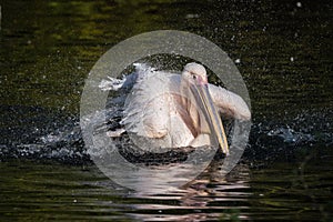 Great White Pelican, Pelecanus onocrotalus in the zoo