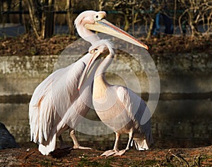 Great White Pelican, Pelecanus onocrotalus in the zoo