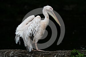 Great White Pelican, Pelecanus onocrotalus in the zoo