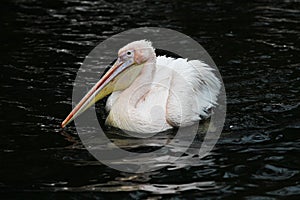 Great White Pelican, Pelecanus onocrotalus in the zoo