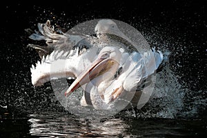 Great White Pelican, Pelecanus onocrotalus in the zoo