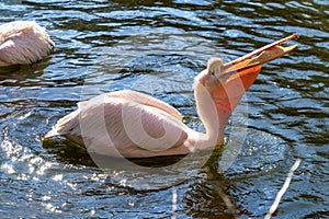 Great White Pelican, Pelecanus onocrotalus in the zoo