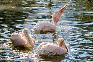 Great White Pelican, Pelecanus onocrotalus in the zoo