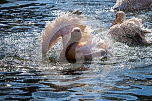 Great White Pelican, Pelecanus onocrotalus in the zoo