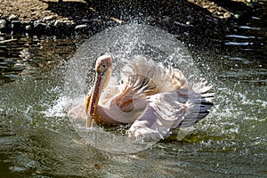 Great White Pelican, Pelecanus onocrotalus in the zoo