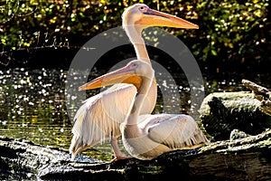 Great White Pelican, Pelecanus onocrotalus in the zoo