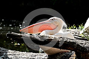 Great White Pelican, Pelecanus onocrotalus in the zoo