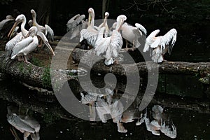 Great White Pelican, Pelecanus onocrotalus in the zoo