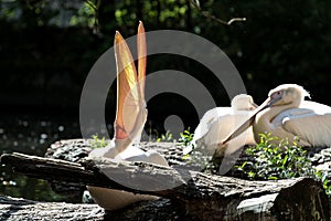 Great White Pelican, Pelecanus onocrotalus in the zoo