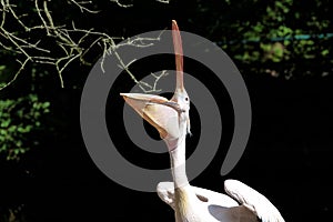 Great White Pelican, Pelecanus onocrotalus in the zoo