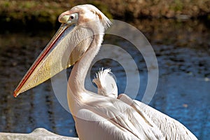 Great White Pelican, Pelecanus onocrotalus in the zoo