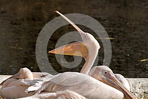 Great White Pelican, Pelecanus onocrotalus in the zoo