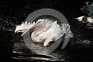 Great White Pelican, Pelecanus onocrotalus in the zoo