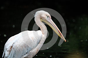 Great White Pelican, Pelecanus onocrotalus in the zoo