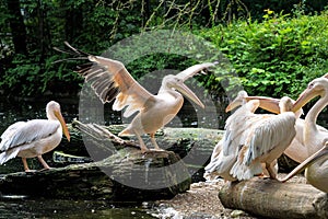 Great White Pelican, Pelecanus onocrotalus in the zoo