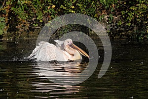 Great White Pelican, Pelecanus onocrotalus in the zoo