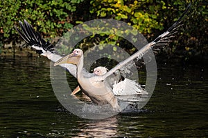 Great White Pelican, Pelecanus onocrotalus in the zoo