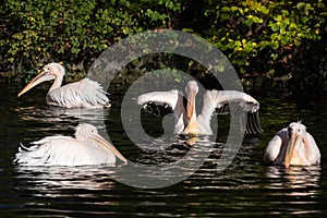 Great White Pelican, Pelecanus onocrotalus in the zoo