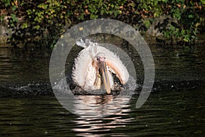 Great White Pelican, Pelecanus onocrotalus in the zoo