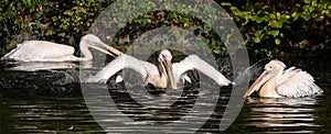 Great White Pelican, Pelecanus onocrotalus in the zoo