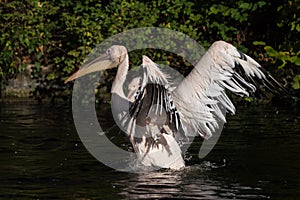 Great White Pelican, Pelecanus onocrotalus in the zoo