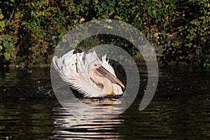 Great White Pelican, Pelecanus onocrotalus in the zoo