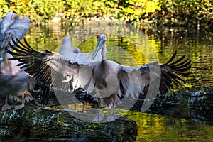 Great White Pelican, Pelecanus onocrotalus in the zoo