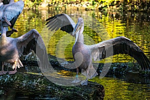 Great White Pelican, Pelecanus onocrotalus in the zoo