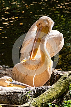 Great White Pelican, Pelecanus onocrotalus in the zoo