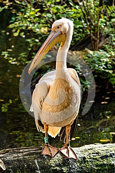 Great White Pelican, Pelecanus onocrotalus in the zoo