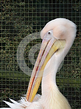 Great white pelican, Pelecanus onocrotalus. Zoo animals