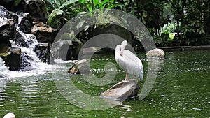 Great White pelican, Pelicanus onocrotalus, KL Bird Park