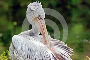 Great White Pelican Pelicanus onocrotalus White Pelican