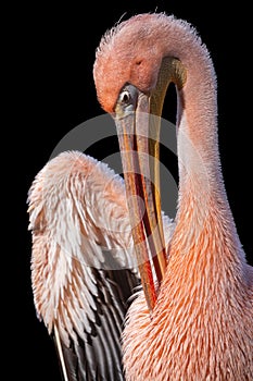Great white pelican with pink plumage isolated on black background