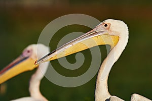 Great white pelican portrait