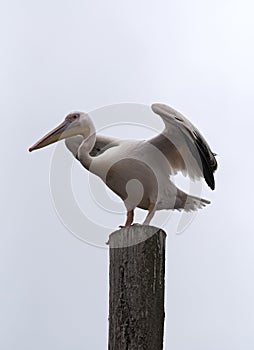 Great White Pelican on a post in Walvis Bay, Namibia