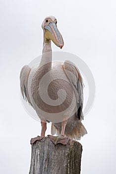 Great White Pelican on a post in Walvis Bay, Namibia